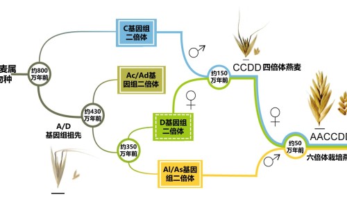 菊花枸己茶有什么功效网 - 为你提供菊花枸杞茶的功效与作用及禁忌症菊、菊花茶的功效与作用枸杞泡水