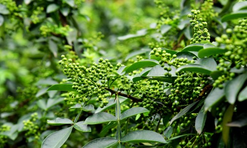 菊花枸己茶有什么功效与作用-菊花枸己茶有什么功效网 - 为你提供菊花枸杞茶的功效与作用及禁忌症菊、菊花茶的功效与作用枸杞泡水